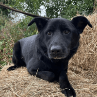 Lady, female dog to adopt
