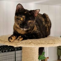 YOKO, chatte à adopter