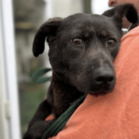 Blossy, female dog to adopt