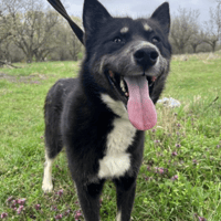 Renato, dog to adopt
