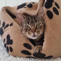 YUKA, chat à adopter