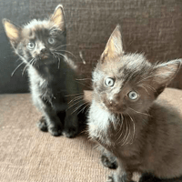 Wednesday and Lurch, cat to adopt