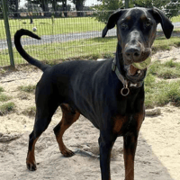 Rudy, dog to adopt