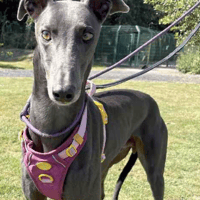 Ted, dog to adopt