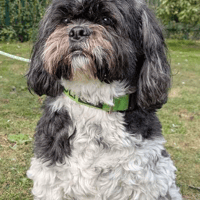 Jack, dog to adopt