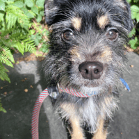Leo, dog to adopt