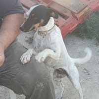 MARIE, chienne à adopter