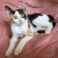 SQUEEZIE, chatte à adopter