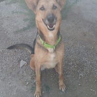 KIRA, chienne à adopter