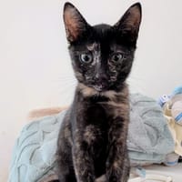 TUTTI, chatte à adopter