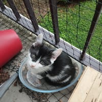 Odette, chatte à adopter