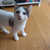 Abricot, chat à adopter