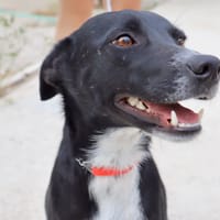 CROISSANT (Martina), chienne à adopter