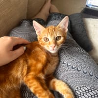 Archibald, chat à adopter