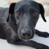 HORUS (Martina), chien à adopter