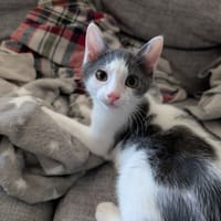 Arlette, chatte à adopter