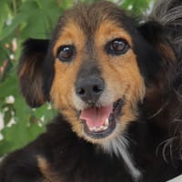 KAI (Martina), chien à adopter