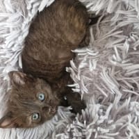Zely, chatte à adopter
