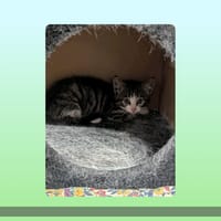 Paillette, chatte à adopter