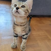 Arlo, chat à adopter