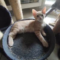 Aru, chat à adopter