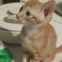 Automne, chat à adopter