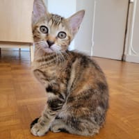 Ava, chatte à adopter