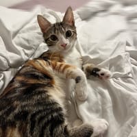 Avril, chatte à adopter