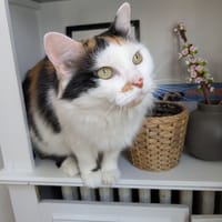Ushuaïa, chatte à adopter