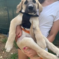 PIPA, chienne à adopter