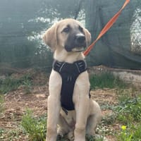 PEPE, chien à adopter