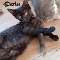 CHARLUS, chat à adopter