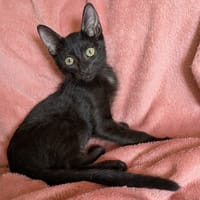 FRUTTI, chatte à adopter