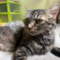 GRÂCE, chatte à adopter