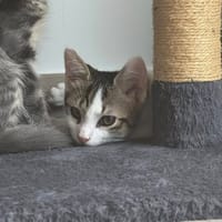 ATLAS, chat à adopter