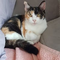 MERINGUE, chatte à adopter