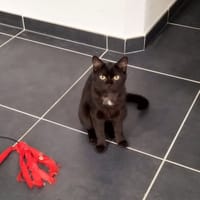 RUBY, chatte à adopter