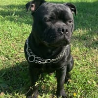 RAMSES, chien à adopter