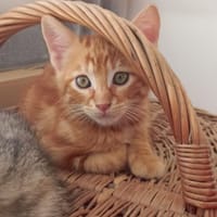 SIMBA, chien à adopter