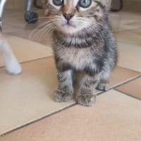 NINA, chatte à adopter