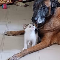 Arlo, chat à adopter