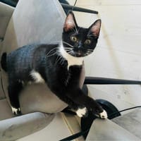 Kitty, chatte à adopter