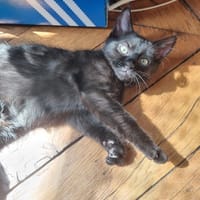 Nouri, chatte à adopter