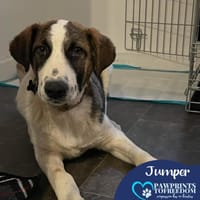 Jumper, dog to adopt
