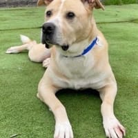 Balagan, dog to adopt