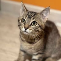 ABRA, chatte à adopter