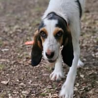ORPHEE, chienne à adopter