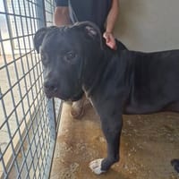 VVIKING, chien à adopter