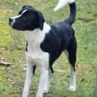 ZEN, chien à adopter