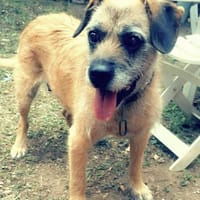 LILA, chienne à adopter